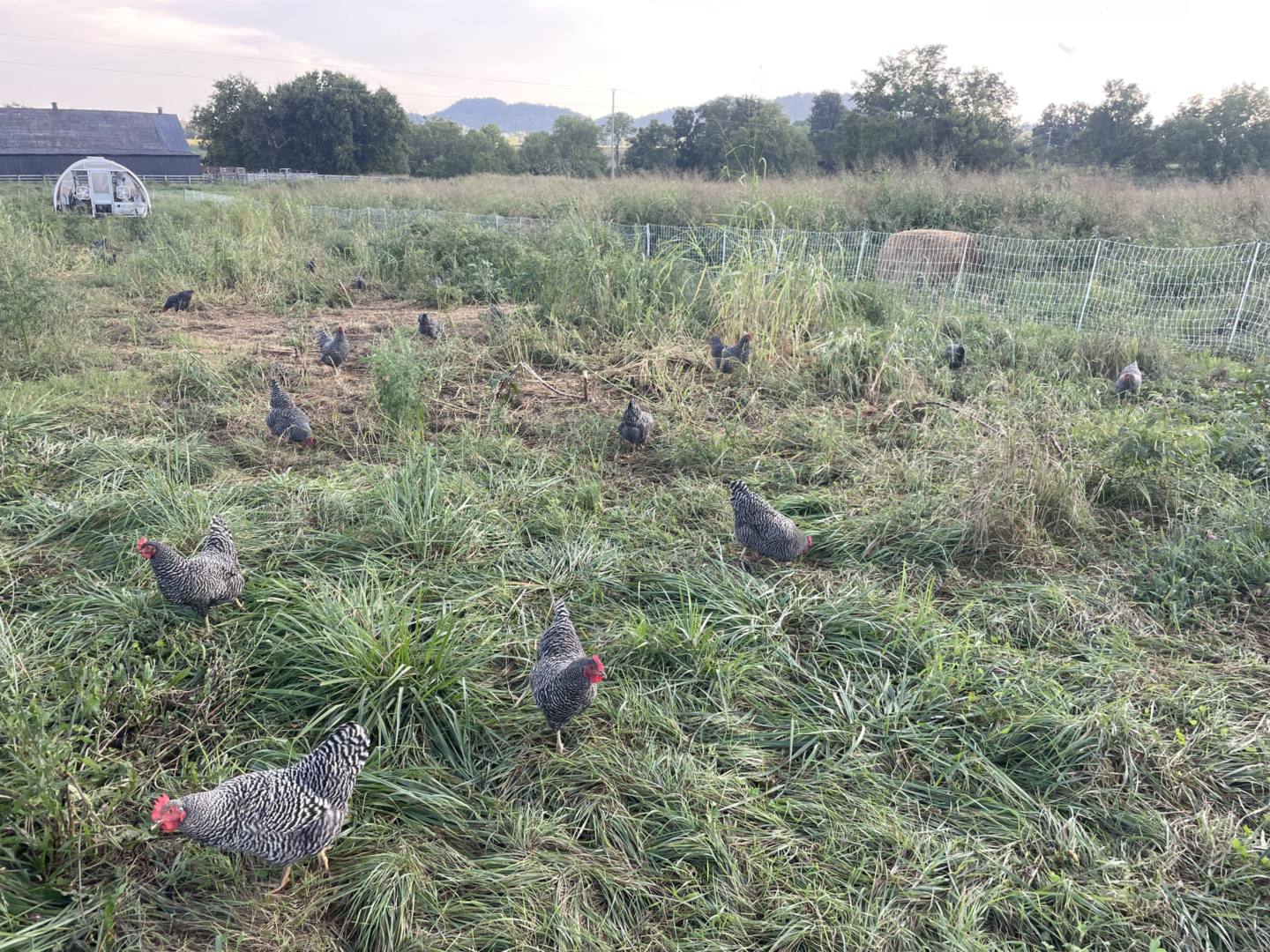 Barred Rock hens spread out across a wide pasture, with a chicken tractor, barns and hills behind them at Blue Zone Farms