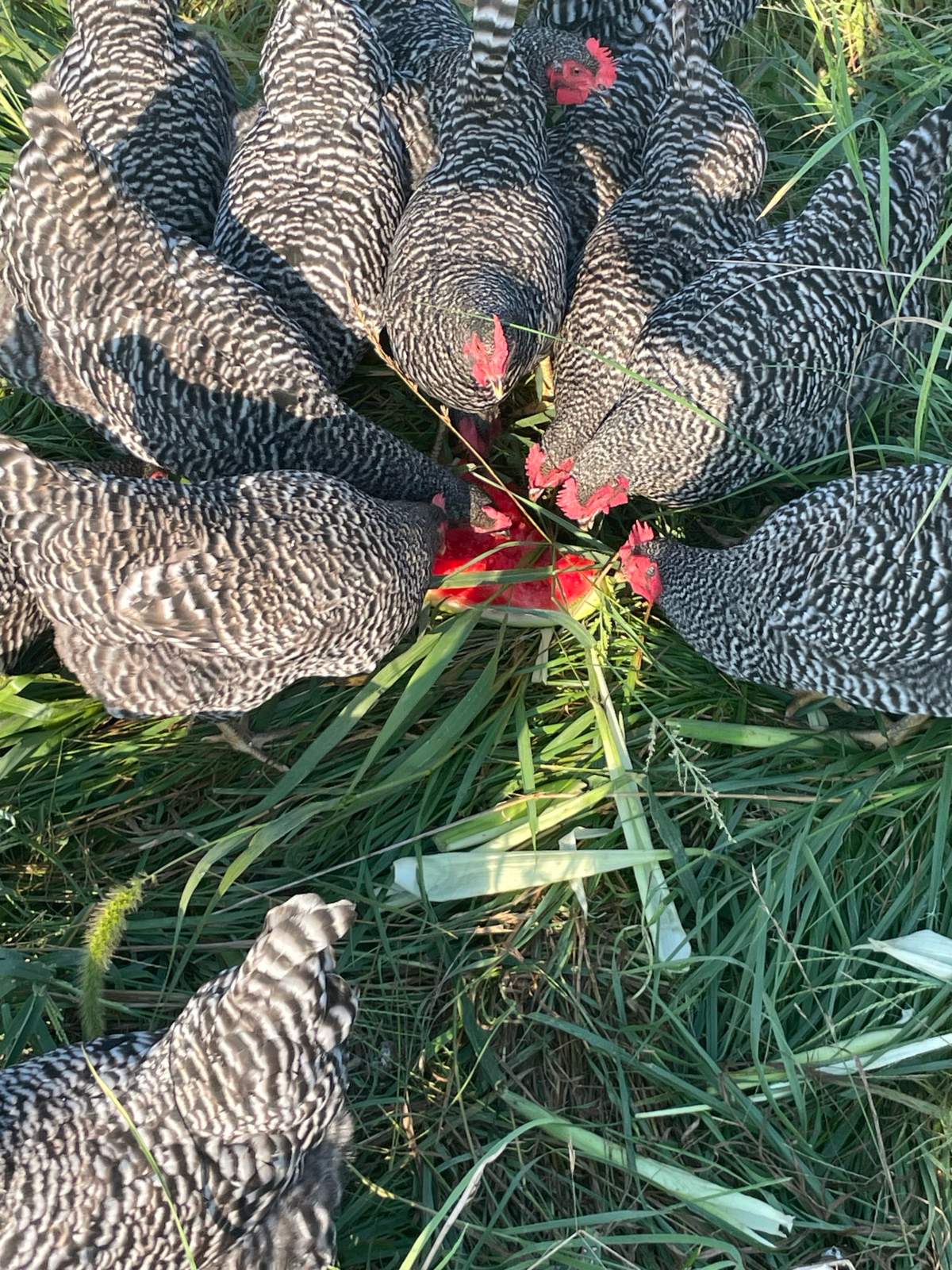 Overhead view of Barred Rock hens gathered in a circle sharing a slice of watermelon in the grass at Blue Zone Farms