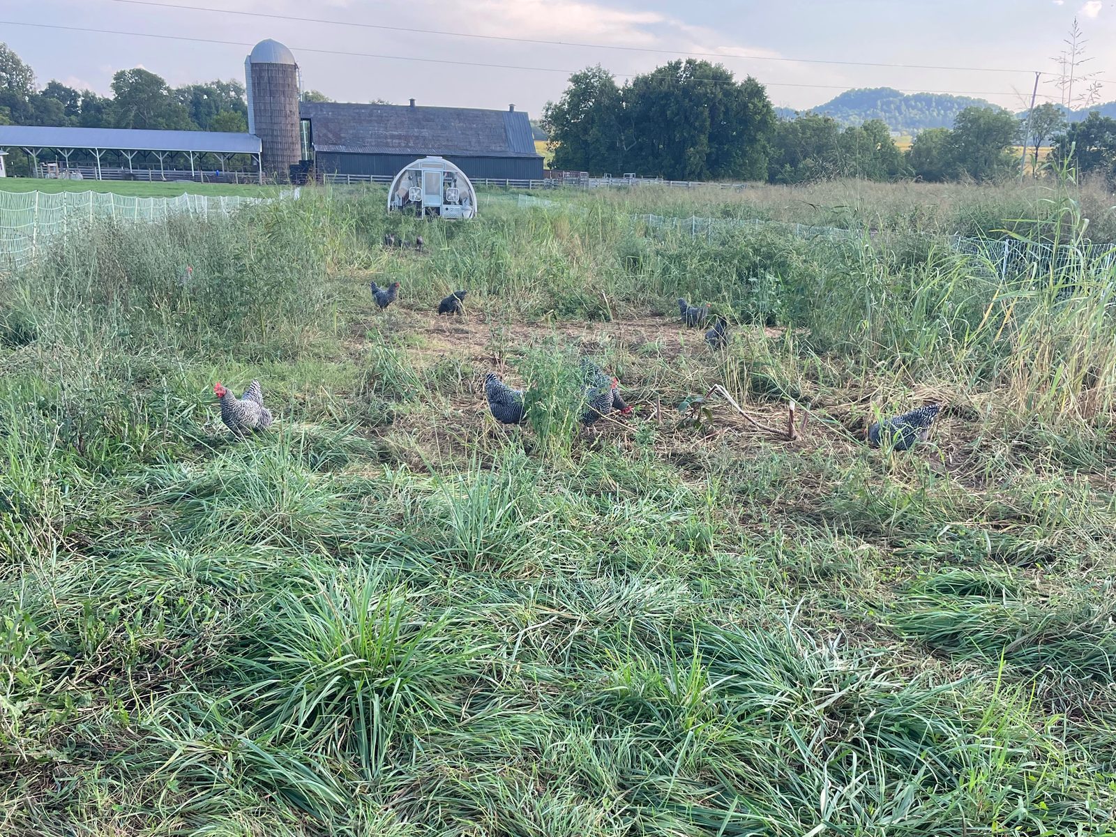 Barred Rock hens foraging in tall pasture grass, with a silo and barns in the distance at Blue Zone Farms