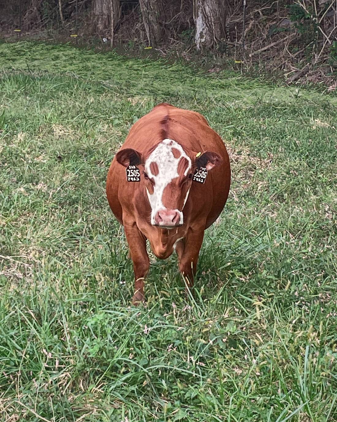 A red-and-white-faced heifer walking toward the camera across green pasture at Blue Zone Farms