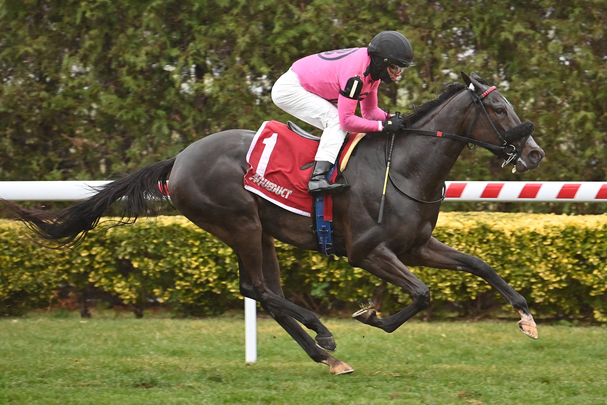Lou (Sweetlou&rsquo;sgotaces), the dam of Hip 1085, in full stride under Joel Rosario on her way to winning the Tepin Stakes at Aqueduct, November 27, 2022