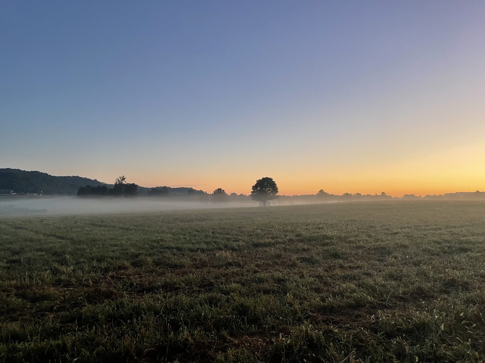 Misty sunrise over a pasture at Blue Zone Farms