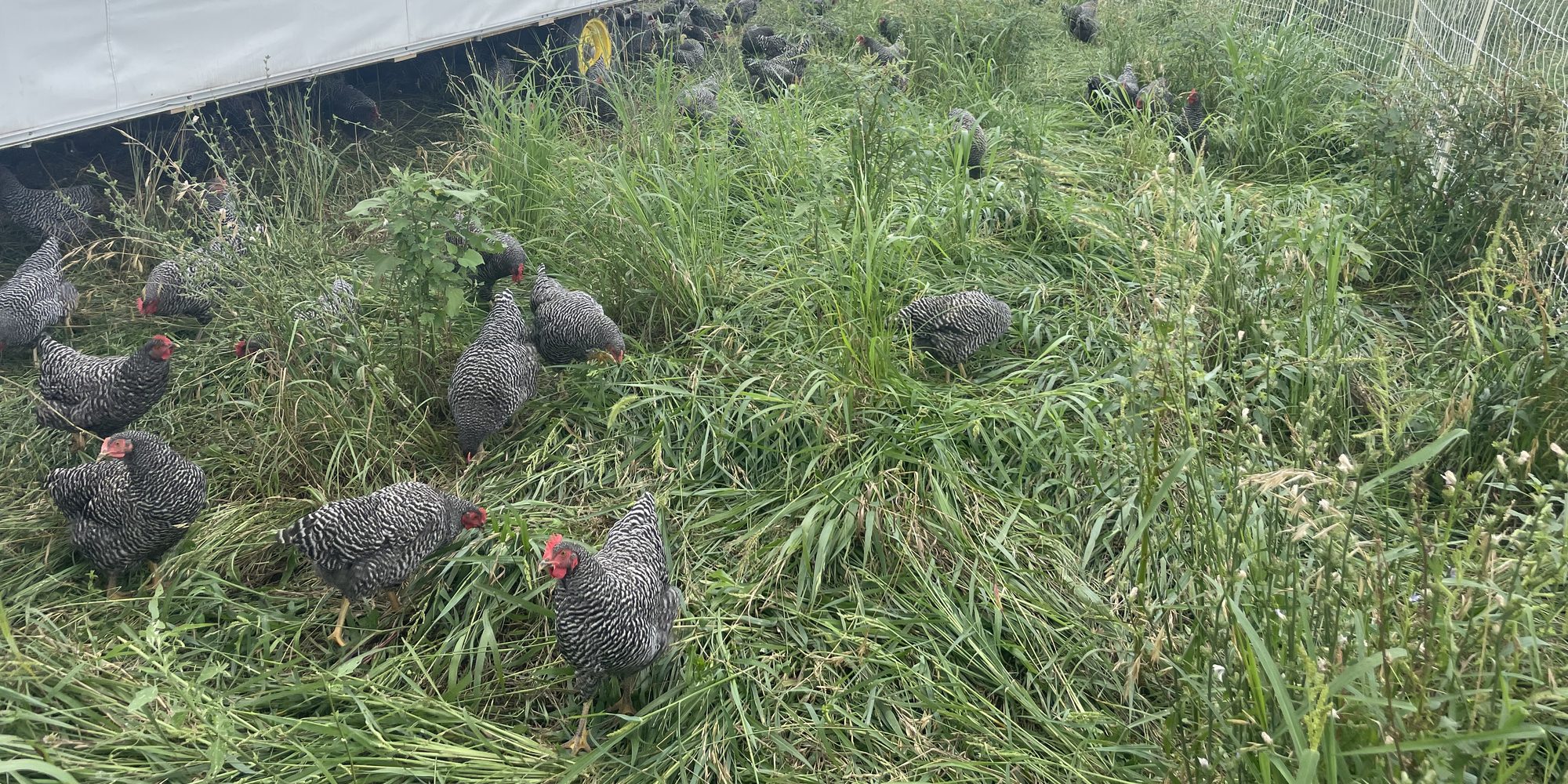 Barred Rock hens foraging in tall green pasture grass beside a white mobile chicken tractor at Blue Zone Farms