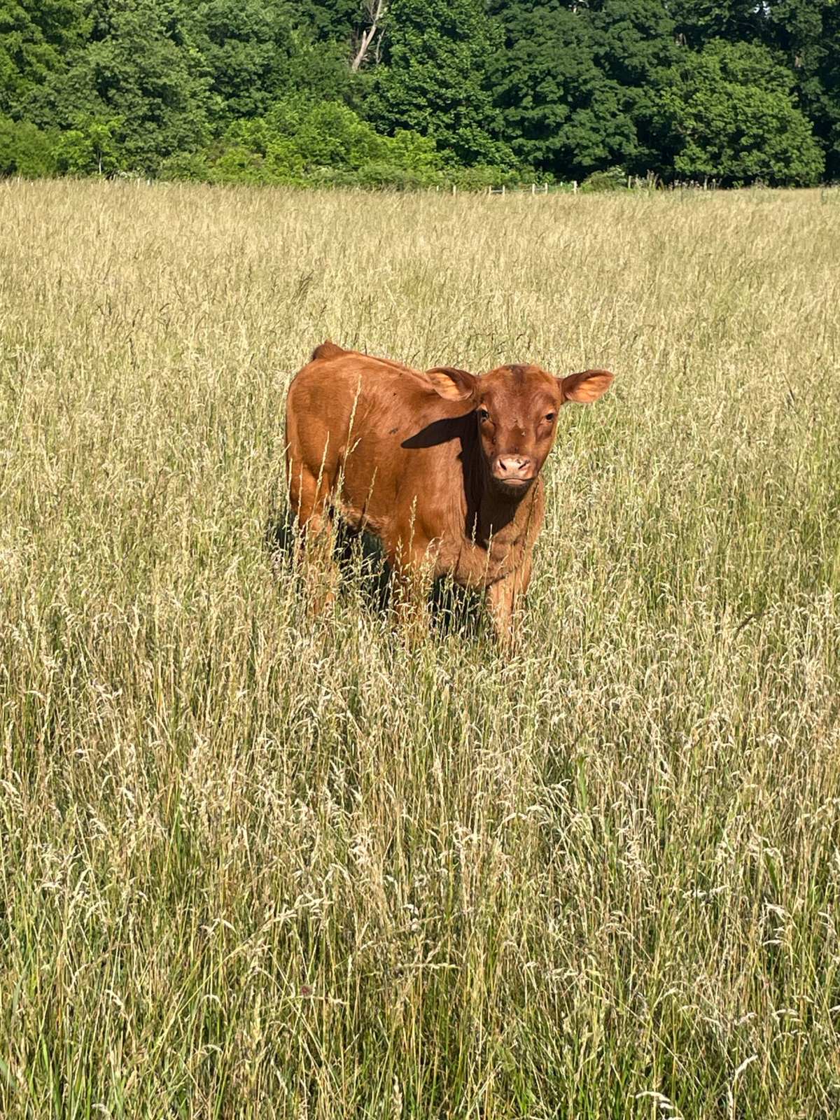 Young red calf standing in tall golden grass and looking at the camera at Blue Zone Farms