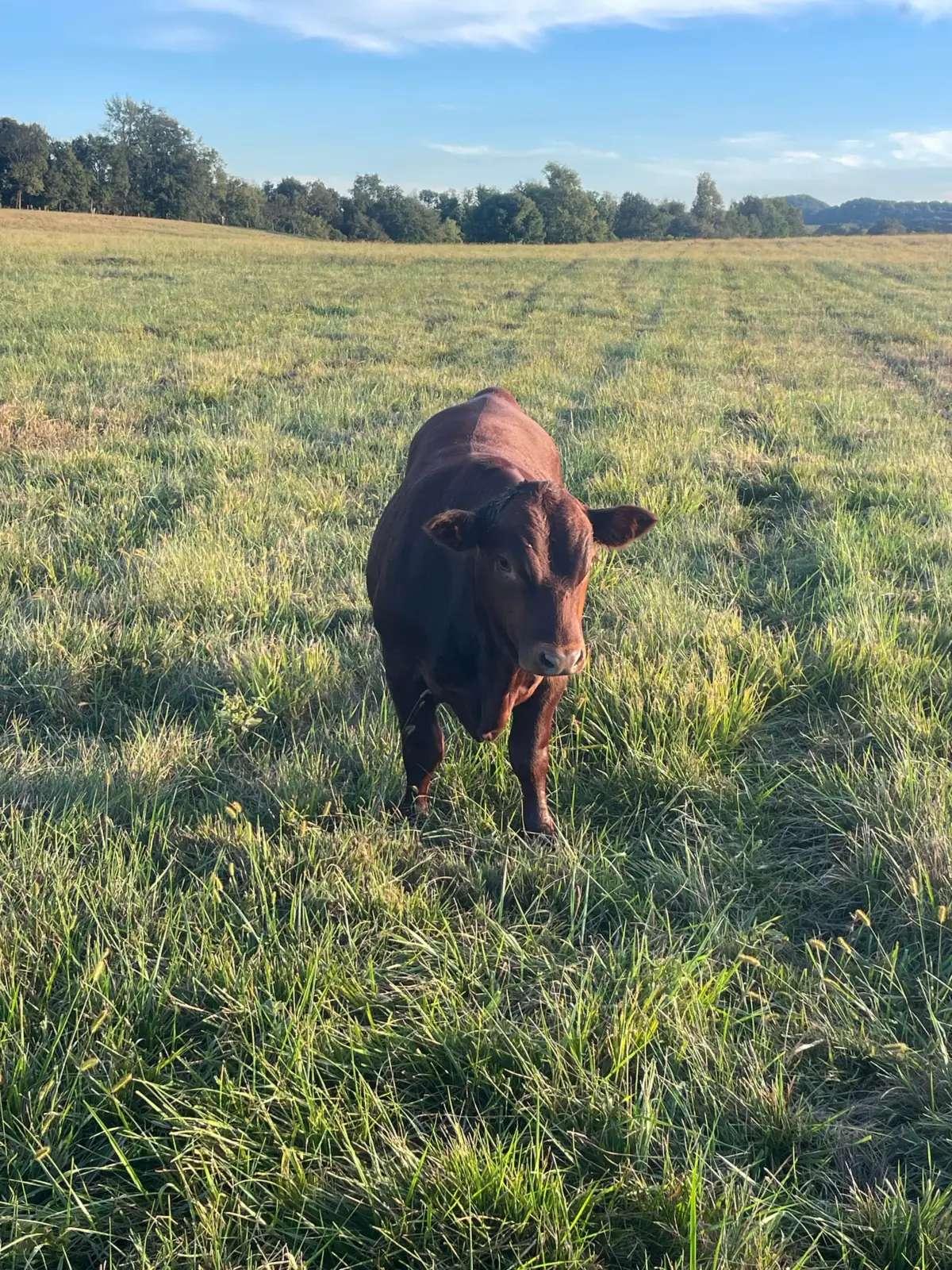 Red heifer walking toward the camera across a sunny pasture at Blue Zone Farms in Stanford, Kentucky