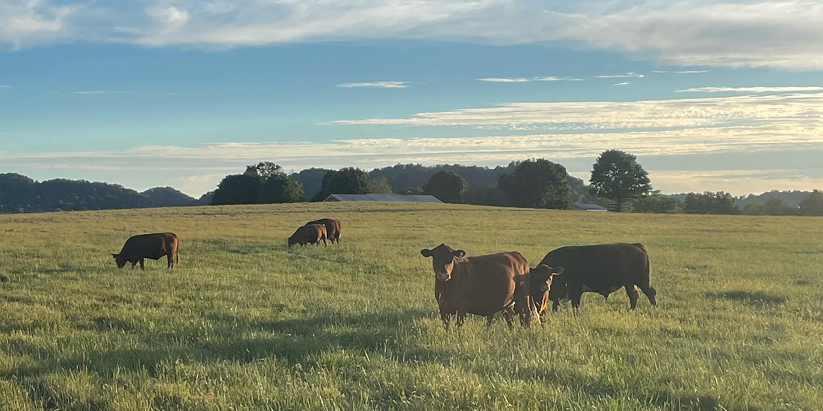 Red South Poll cattle grazing on pasture at Blue Zone Farms in Stanford, Kentucky