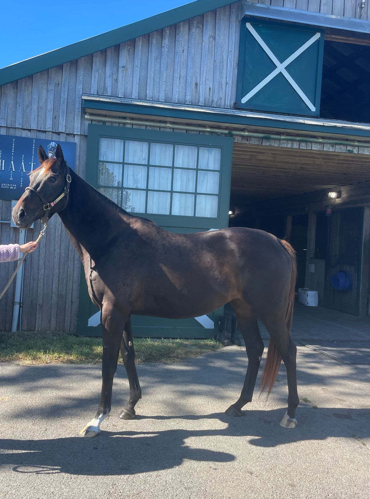 Thoroughbred mare Sweetlou&rsquo;sgotaces, dam of Hip 1085, standing outside a barn
