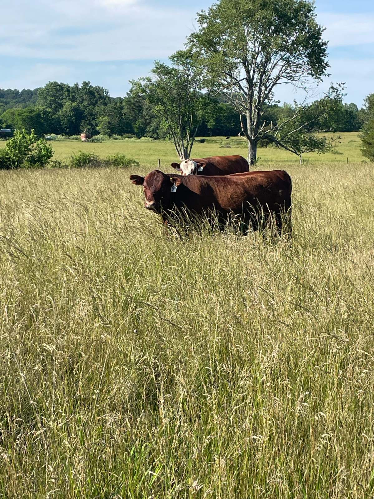 Two red cattle, one with a white face, standing in tall golden grass under a big tree at Blue Zone Farms