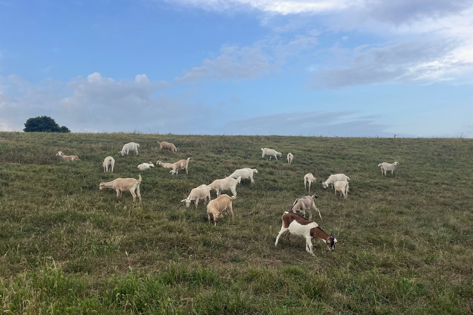 Our goats grazing across a green pasture hill under a blue sky.