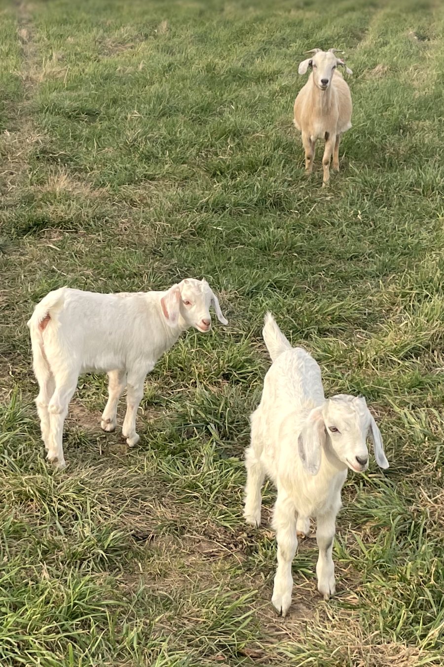 Two young white kids in spring pasture, with a doe behind them.